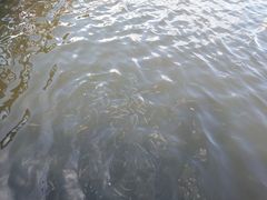 -荷塘月色湿地公园·向阳花洲