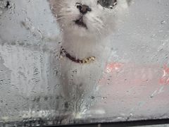 -孙记大碗皮肚面(后宰门店)