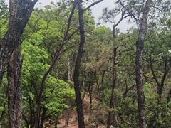 -羚羊峡古栈道森林公园