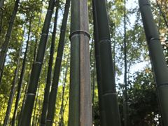 -陈家山荷花公园