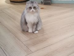 -安格丽娜·狗咖·猫咖羊驼咖(春熙路百盛商场店)
