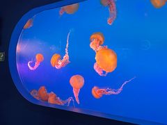 -太平洋海底世界