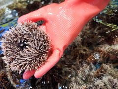 -三亚火车头万人海鲜广场