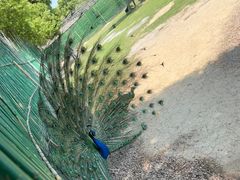 -苏州太湖西山岛开心农场