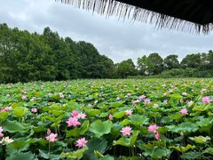 -苏州太湖国家湿地公园