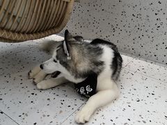 -Husky Go!哈士奇体验馆·宠物咖啡厅狗咖