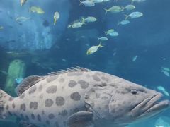 -太平洋海底世界