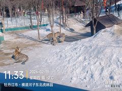 -横道河子东北虎林园