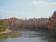 -上海海湾国家森林公园