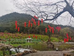 -广州市石门国家森林公园