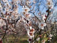 -梅花山(明孝陵内)