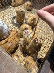 -酷嗒动物文化乐园(cutezoo西溪乐天城店)