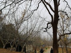 -千年银杏谷文化旅游区
