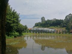 -三水森林公园