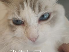 -飞行喵MR PILOT|猫舍·猫咖(静安大融城店)