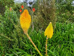 -怀希基岛