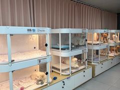 -翊宠yipet猫狗购宠庄园犬舍•猫舍