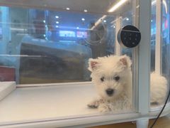 -翊宠yipet猫狗购宠庄园犬舍•猫舍