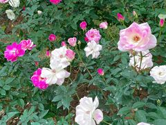 -人民公园(罗湖区)