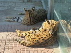 -西霞口神雕山野生动物世界