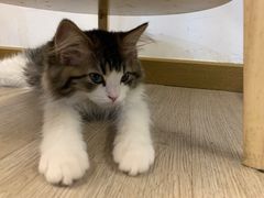 -柴迷FANS CLUB·柴犬狗咖·猫咖