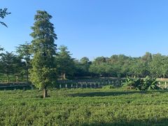 -美的鹭湖森林度假区