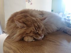 -藏猫猫咖啡主题馆(中央大道店)