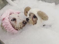 -Oh My Dog宠物沙龙(伊珊娜皮毛护理店)