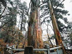 -天目山大树王景区