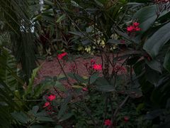 -上海鲜花港