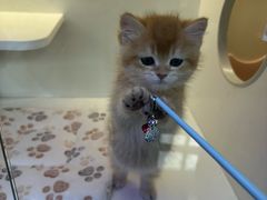-小猫来了·猫舍(红山六九七九店)