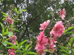 -南国桃园旅游度假区