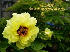 -洛阳市隋唐城遗址植物园