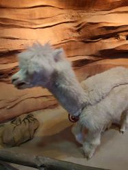 -酷嗒动物文化乐园(cutezoo西溪乐天城店)