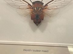 -墨尔本博物馆(Melbourne Museum)
