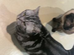 -藏猫猫咖啡主题馆(中央大道店)