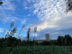-紫薇公园