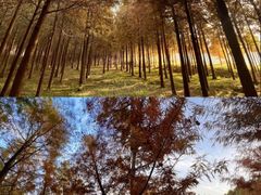 -合肥滨湖国家森林公园