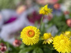 -龙大花卉苗木市场