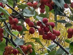 -元大都城垣遗址公园