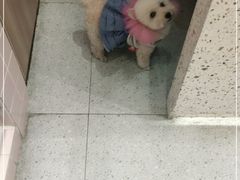 -FAELING PETS美天灵宠物(富力广场店)