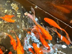 -安徽饭店·白鹭阁自助餐厅(梅山路店)