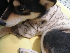 -逗柴咖啡屋·狗咖猫咖宠物桌游