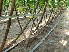 -武汉世外桃源农庄