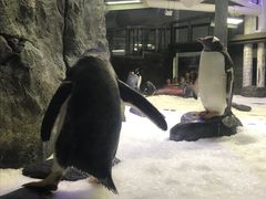 -悉尼海洋生物水族馆