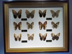 -上海昆虫博物馆