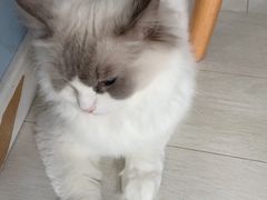 -喵的天空名猫咖啡馆·撸猫·猫舍·用品