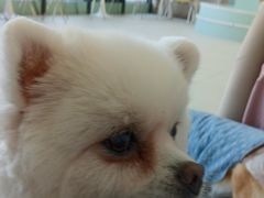 -怪兽屋·羊驼·猫咖·狗咖(俊华广场店)