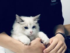 -飞行喵MR PILOT|猫舍·猫咖(静安大融城店)