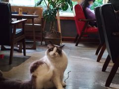 -咖法森林·咖啡  酒吧(天河店)